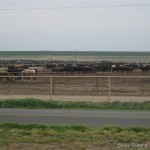 Cattle ranches in Texas who would have thought